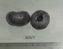 Click for 1 image(s) for this accession. FRUIT